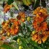 Helenium Autumnale Sneezeweed