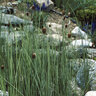 Typha Minima Dwarf Cattail