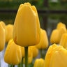 Tulipa Bulb Darwin Hybrid Golden Parade Tulip 100 Count Bag