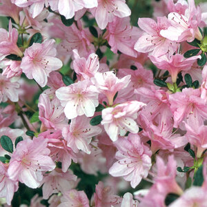Rhododendron X Dorothy Hayden Azalea