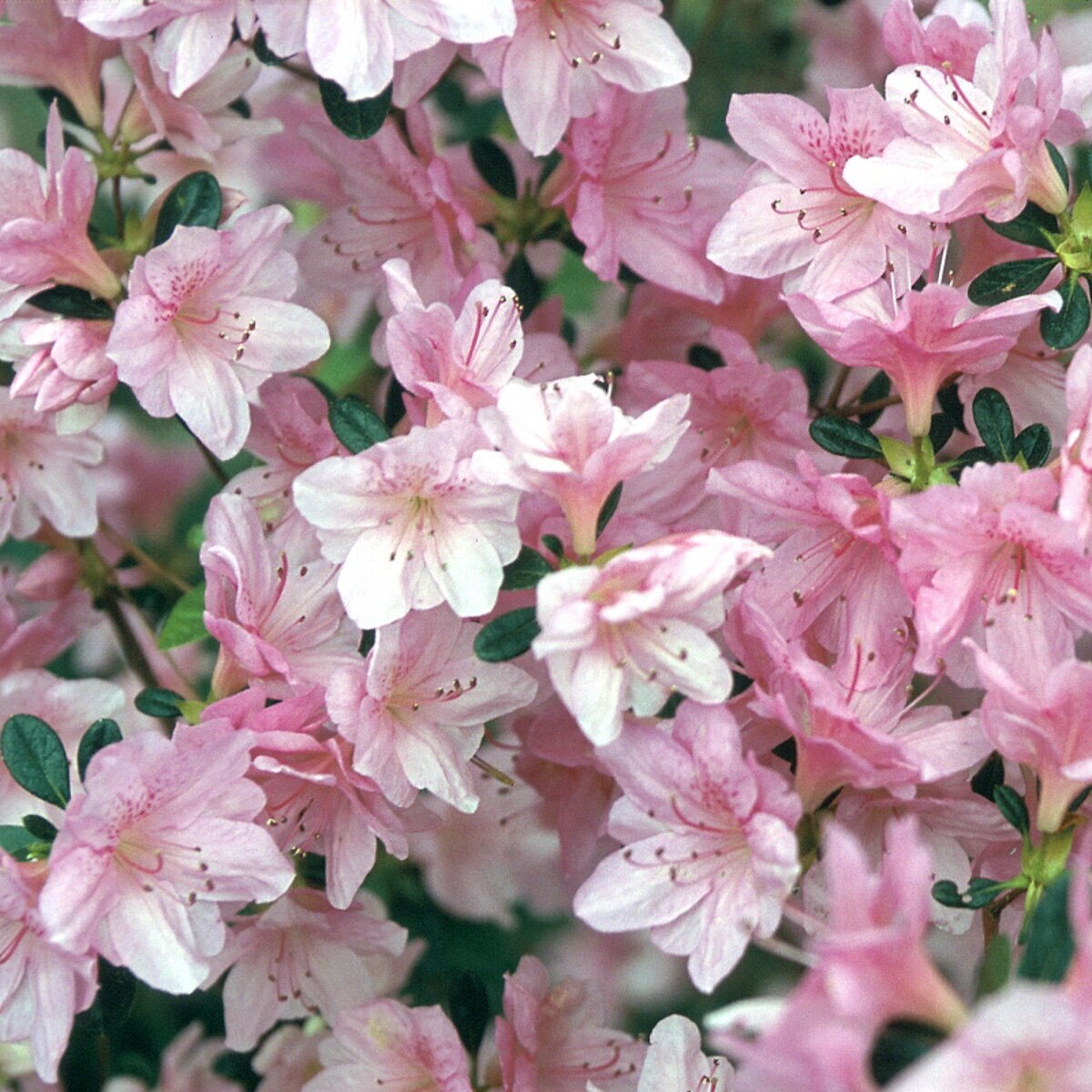 Rhododendron X Dorothy Hayden Azalea | SiteOne US