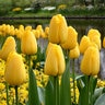 Tulipa Bulb Darwin Hybrid Golden Parade Tulip 100 Count Bag