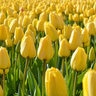 Tulipa Bulb Darwin Hybrid Golden Parade Tulip 100 Count Bag