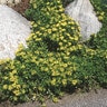 Sedum Kamtschaticum ssp. Ellacombeanum Japanese Stonecrop