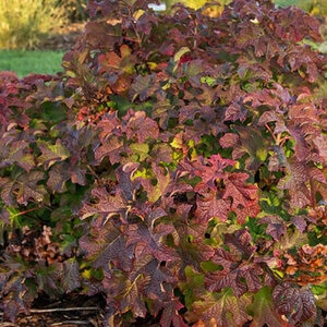 Hydrangea Quercifolia Jetstream Oakleaf Hydrangea