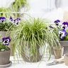 Carex Oshimensis EverColor Eversheen Variegated Sedge