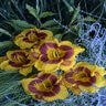 Hemerocallis X Fooled Me Daylily