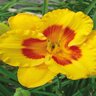 Hemerocallis X Fooled Me Daylily