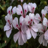 Pelargonium Peltatum Blizzard White Ivy Geranium