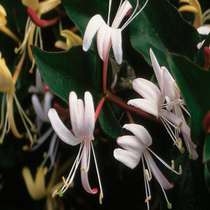Lonicera Japonica Purpurea Japanese Honeysuckle