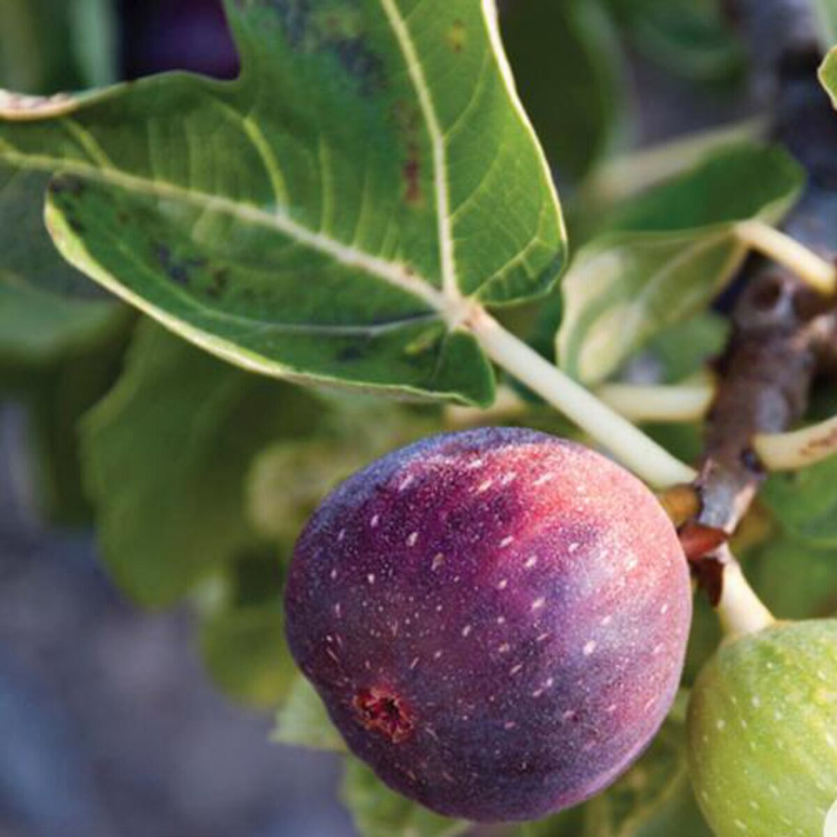 Ficus Carica LSU Purple Fig | SiteOne US