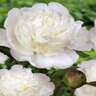 Paeonia Lactiflora Bowl of Cream Peony