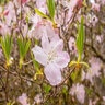 Rhododendron Schlippenbackii Royal Azalea
