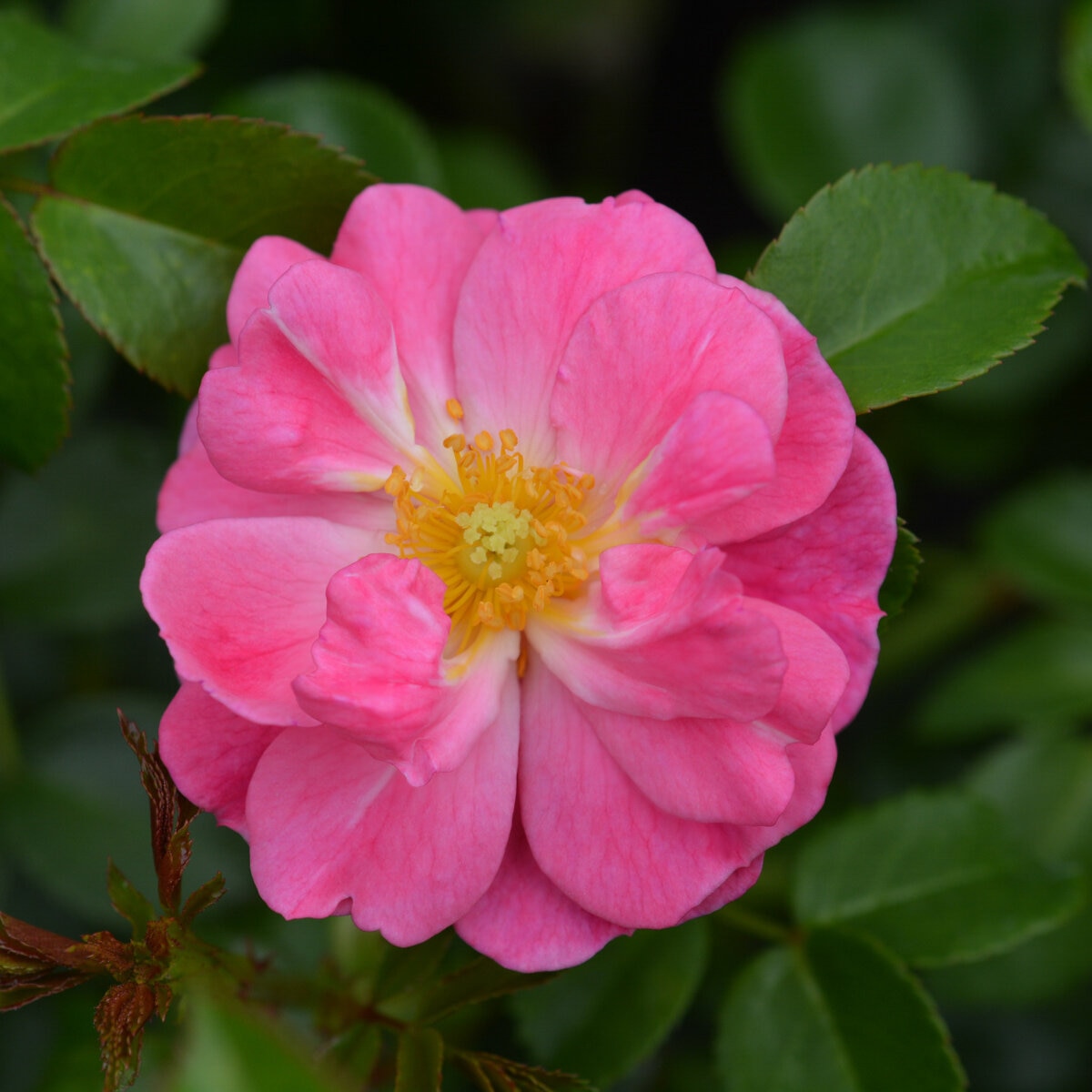 Rosa x Magic Meidiland Rose | SiteOne US