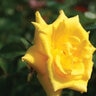 Rosa X Nacogdoches Grandmas Yellow Hybrid Tea Rose