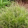 Carex Dolichostachya Kaga-nishiki Gold Fountains Sedge