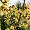 Hamamelis X Intermedia Pallida Witch Hazel