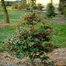 Ilex X San Jose Holly