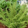 Athyrium Filix-Femina Dres Dagger Crested Lady Fern
