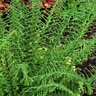 Athyrium Filix-Femina Dres Dagger Crested Lady Fern