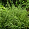 Athyrium Filix-Femina Dres Dagger Crested Lady Fern