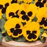Viola X Wittrockiana Matrix Yellow Blotch Pansy
