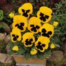 Viola X Wittrockiana Matrix Yellow Blotch Pansy
