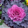 Brassica Oleracea Osaka iQ Red Ornamental Cabbage