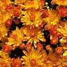 Chrysanthemum Morifolium Cracklin Golden Yellow Hardy Garden Mum
