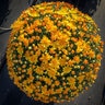Chrysanthemum Morifolium Cracklin Golden Yellow Hardy Garden Mum