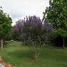Vitex Agnus-Castus Shoal Creek Chastetree 25-30 gal. Container
