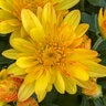 Chrysanthemum Morifolium Cracklin Golden Yellow Hardy Garden Mum