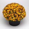 Chrysanthemum Morifolium Cracklin Golden Yellow Hardy Garden Mum