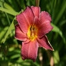 Hemerocallis X Red Rum Daylily