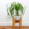 Nolina Recurvata Ponytail Palm