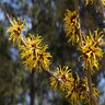 Hamamelis X Intermedia Witch Hazel