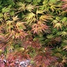 Acer Palmatum Tiger Rose Japanese Maple