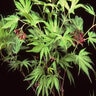 Acer Palmatum Tiger Rose Japanese Maple