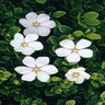 Gardenia Jasminoides White Gem Cape Jasmine
