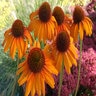 Echinacea X Prairie Pillars Tiki Torch Coneflower