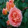 Rosa X Abraham Darby English Rose