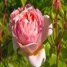 Rosa X Abraham Darby English Rose