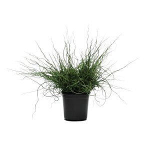 Juncus Effusus Big Twister Corkscrew Rush