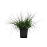 Juncus Effusus Big Twister Corkscrew Rush