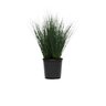 Juncus Inflexus ColorGrass Blue Dart Rush