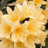 Clivia Miniata Belgian Hybrid Yellow Kaffir Lily