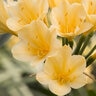Clivia Miniata Belgian Hybrid Yellow Kaffir Lily