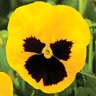 Viola X Wittrackiana Delta Yellow with Blotch Pansy