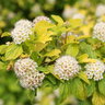 Physocarpus Opulifolius Festivus Gold Proven Winners Ninebark 3 gal. Container