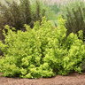 Physocarpus Opulifolius Festivus Gold Proven Winners Ninebark 3 gal. Container